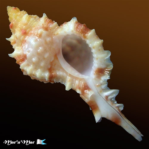 Chicoreus coltrorum E. Vokes, 1991