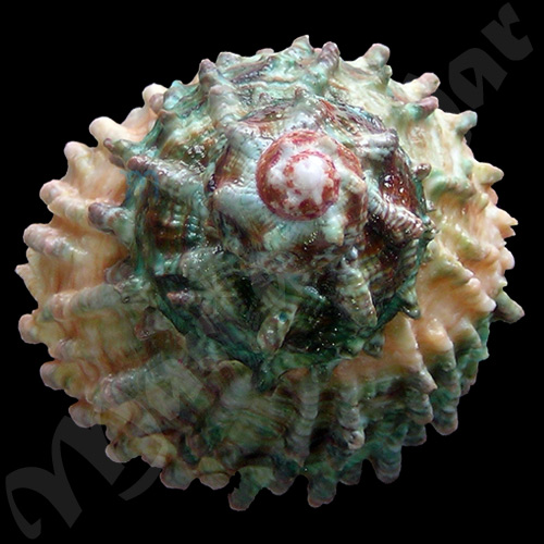 Astraea caelata (Gmelin, 1791) - Imagem 3