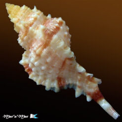 Chicoreus coltrorum E. Vokes, 1991 - Imagem 2