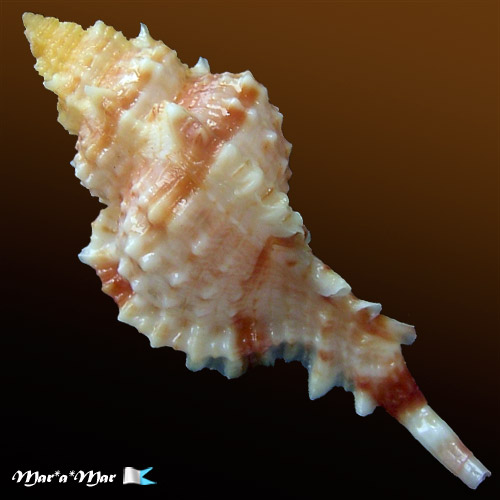 Chicoreus coltrorum E. Vokes, 1991 - Imagem 2
