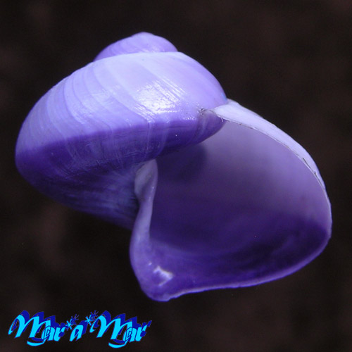 Janthina janthina (Linnaeus, 1758)*