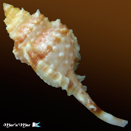 Chicoreus coltrorum E. Vokes, 1991 - Imagem 3