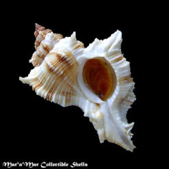 Chicoreus senegalensis (Gmelin, 1790)