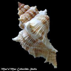 Chicoreus senegalensis (Gmelin, 1790) - Imagem 2