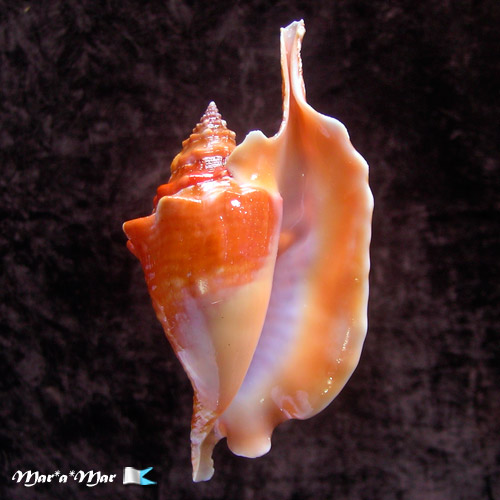 Strombus gallus Linnaeus, 1758