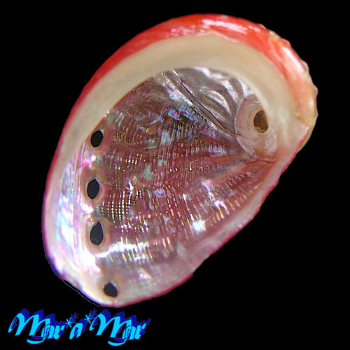 Haliotis aurantium Simone, 1998 - Imagem 3