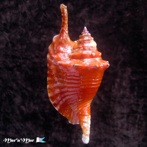 Strombus gallus Linnaeus, 1758 - Image 2