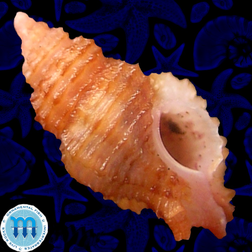 Favartia varimutabilis Houart, 1991