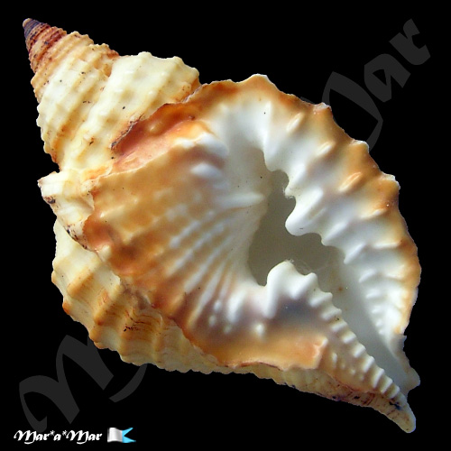 Distorsio robinsonni Petuch, 1987