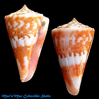 Conus carioca Petuch, 1986