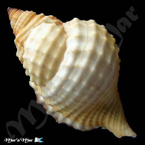 Alternative view of Distorsio robinsonni Petuch, 1987