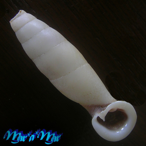 Indonenia ardouiniana Heude, 1885