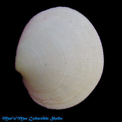 Codakia orbicularis (Linnaeus, 1758)*