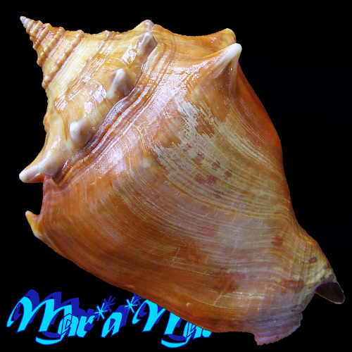 Alternative view of Strombus pugilis worki Linnaeus, 1758