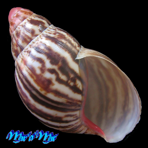 Archachatina marginata (Swainson, 1821)