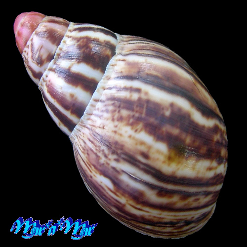 Alternative view of Archachatina marginata (Swainson, 1821)