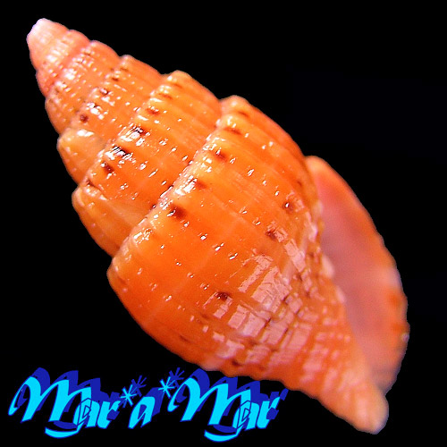 Vexillum pulchellum (Reeve, 1844)