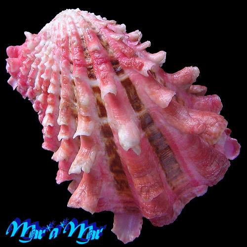 Cardita crassicostata Lamarck, 1819