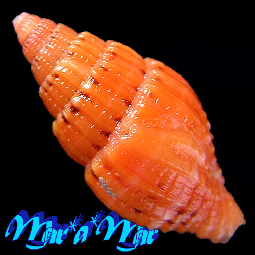 Alternative view of Vexillum pulchellum (Reeve, 1844)