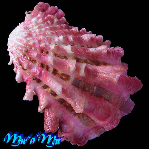 Alternative view of Cardita crassicostata Lamarck, 1819