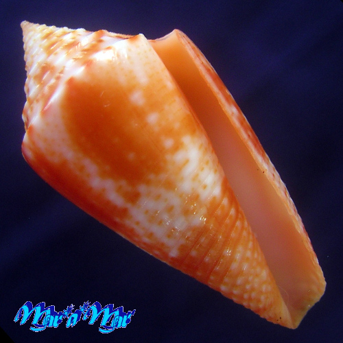 Conus ericmonnieri Petuch & Myers, 2014