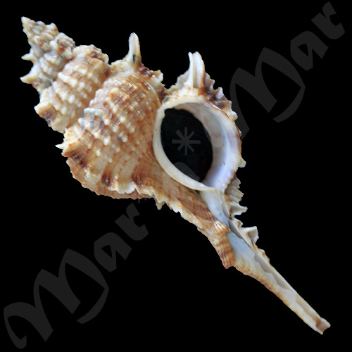 Chicoreus beauii Fischer and Bernardi,1857