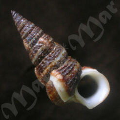 Cerithidea valida (C. B. Adams, 1852)