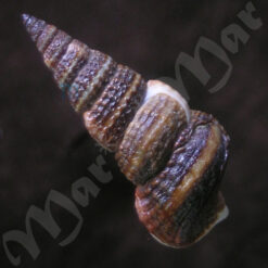 Cerithidea valida (C. B. Adams, 1852) - Imagem 2