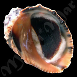 Purpura patula (Linné,1758)