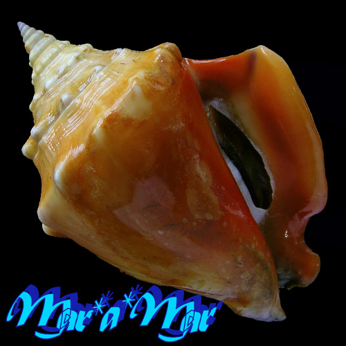 Strombus pugilis worki Linnaeus, 1758