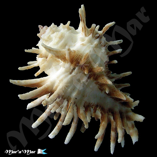 Homalocantha oxyacantha (Broderip, 1833) - Imagem 2