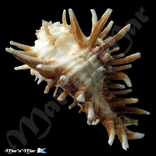 Homalocantha oxyacantha (Broderip, 1833) - Imagem 3