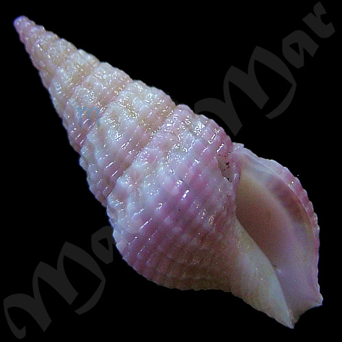 Clathrodrillia sp.