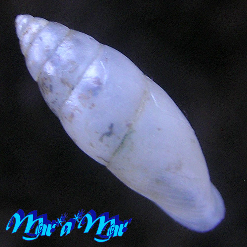 Alternative view of Bahiensis sp.