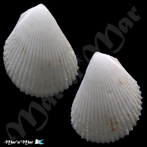 Lima caribaea Orbigny, 1842*