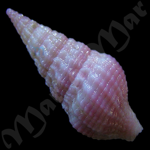 Clathrodrillia sp. - Imagem 2