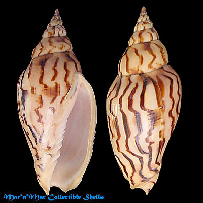 Harpulina loroisi (Valenciennes, 1863)