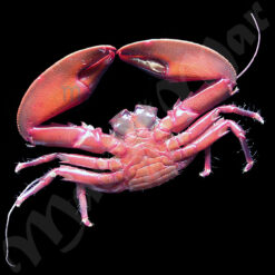Petrolisthes armatus(Gibbes, 1850) - Imagem 2