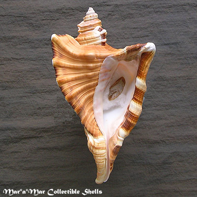 Cymatium raderi D´Attilio & Meyers, 1984