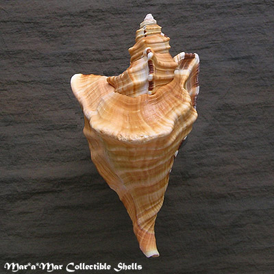 Alternative view of Cymatium raderi D´Attilio & Meyers, 1984