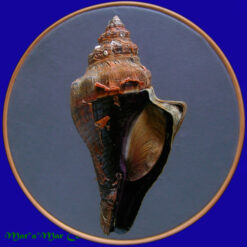 Pugilina tupiniquim Abbate & Simone, 2015