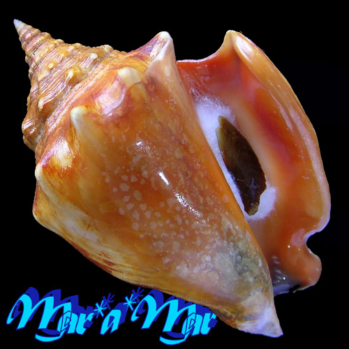 Strombus pugilis worki Linnaeus, 1758