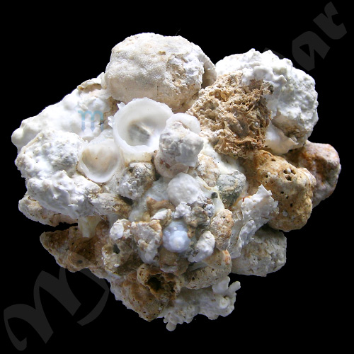 Xenophora conchyliophora (Born, 1780)