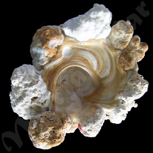Xenophora conchyliophora (Born, 1780) - Imagem 2