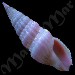 Clathrodrillia sp.
