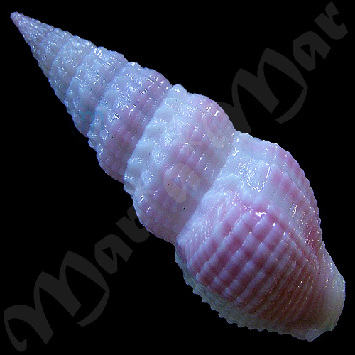 Clathrodrillia sp. - Imagem 2