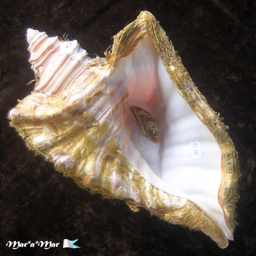 Cymatium raderi D´Attilio & Meyers, 1984