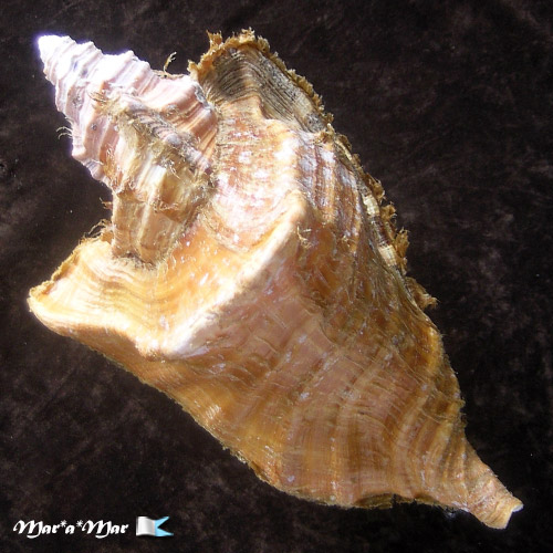 Cymatium raderi D´Attilio & Meyers, 1984 - Imagem 2