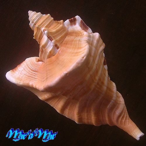 Cymatium raderi D´Attilio & Meyers, 1984 - Imagem 2