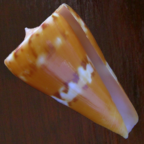 Conus riosi Petuch, 1986 - Image 2